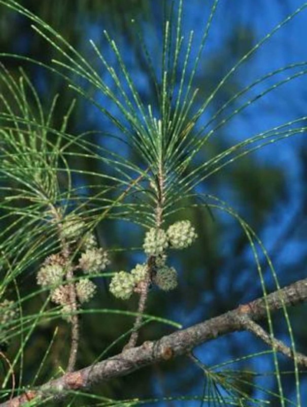Казуарина хвощевидная (лат. Casuarina