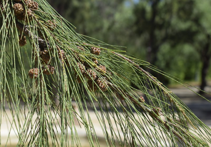 Casuarina equisetifolia