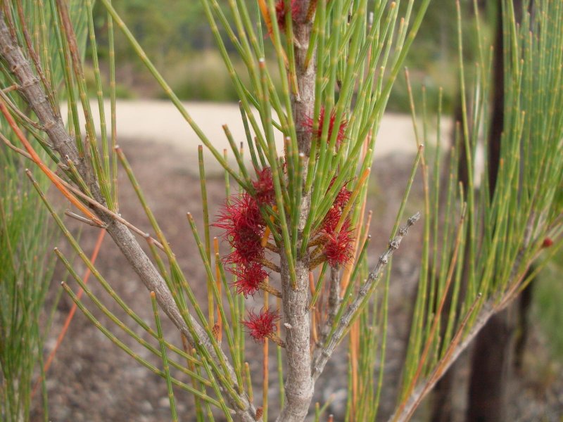 Allocasuarina littoralis