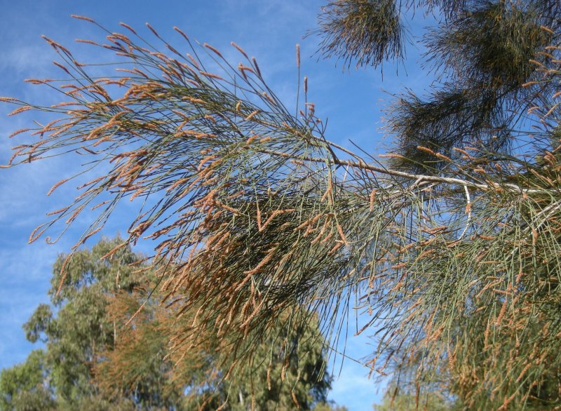 Казуарины (Casuarina lepidophloia),