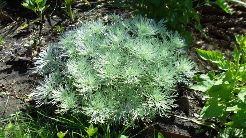 Полынь армянская синяя канесценс Artemisia canescens р9