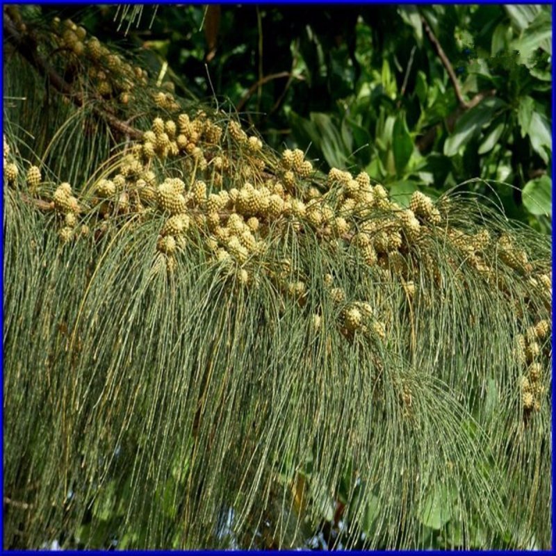 Зелень Casuarina
