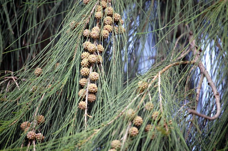Casuarina equisetifolia