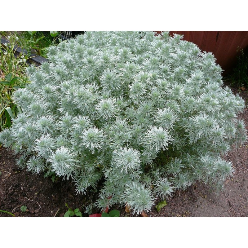 Полынь Шмидта (Artemisia schmidtiana `Nana`)