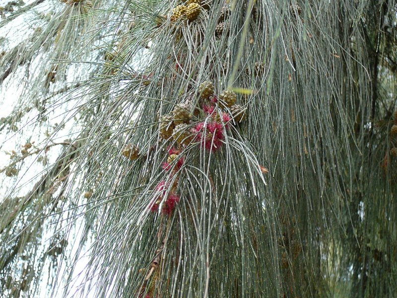 Казуарина хвощевидная Casuarina equisetifolia