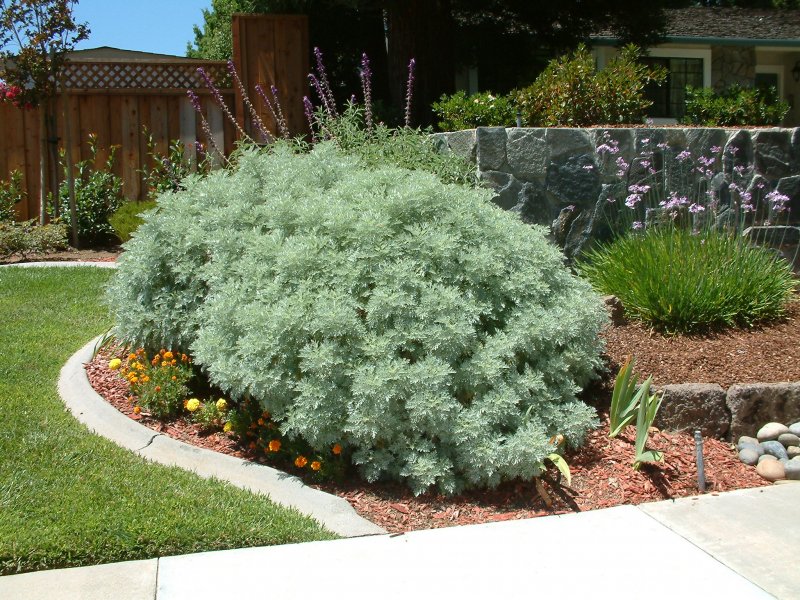 Полынь Шмидта Artemisia schmidtiana
