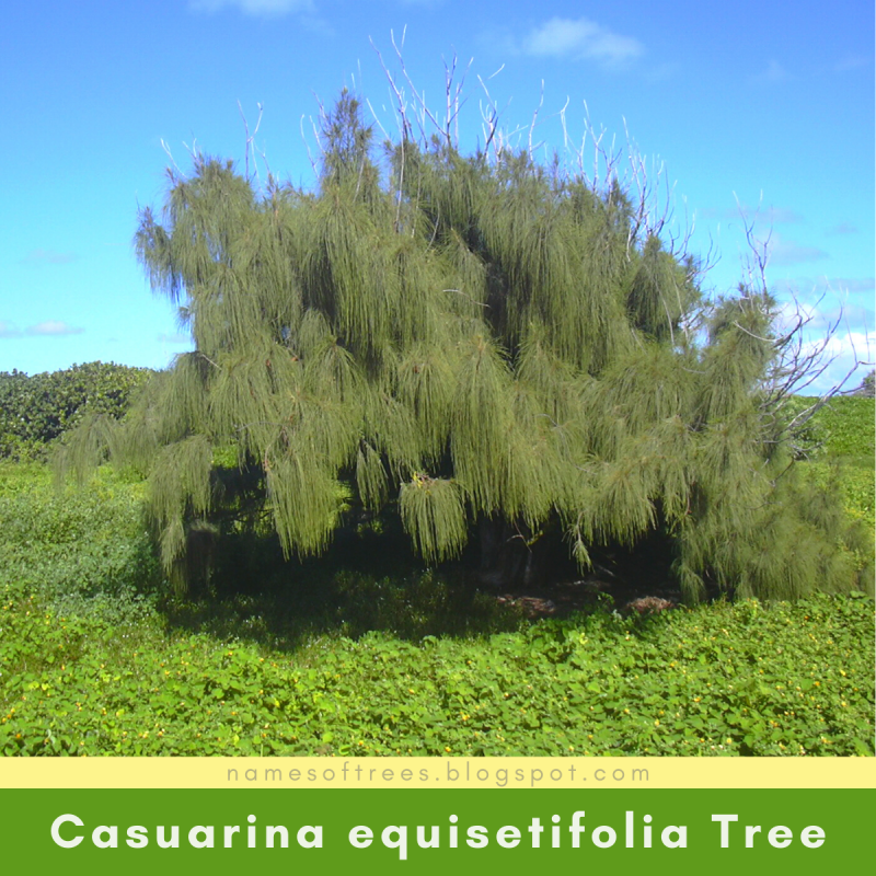 Казуарина хвощевидная Casuarina equisetifolia