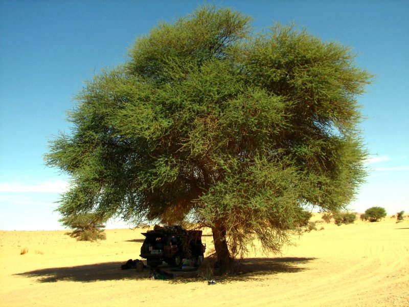 Казуарины Австралии