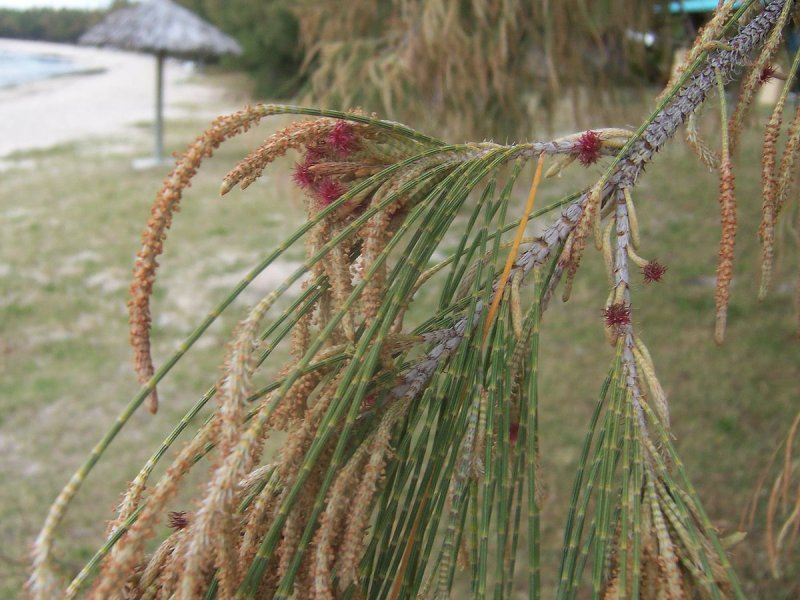 Казуарина хвощевидная Casuarina equisetifolia