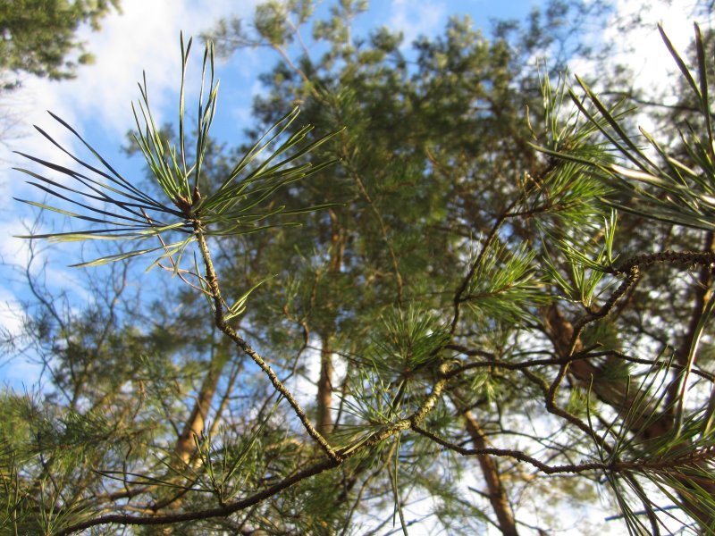 Casuarina cunninghamiana
