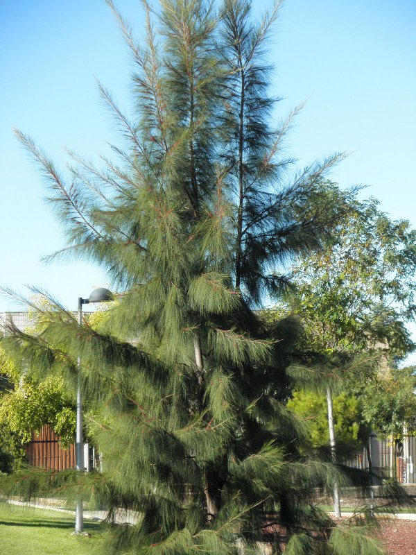 Casuarina cunninghamiana (Казуарина)