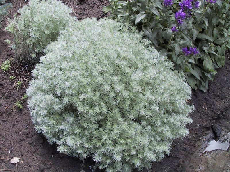 Полынь Шмидта Нана Artemisia schmidtiana Nana