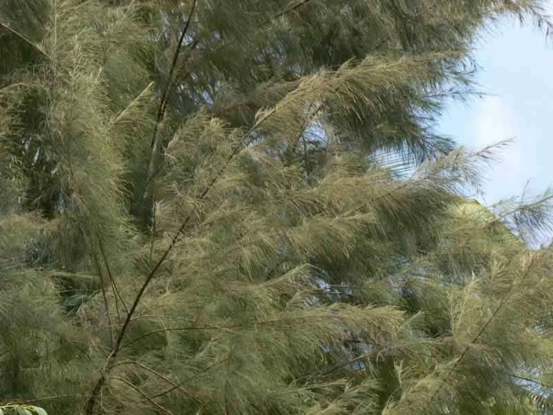 Казуарина хвощевидная Casuarina equisetifolia