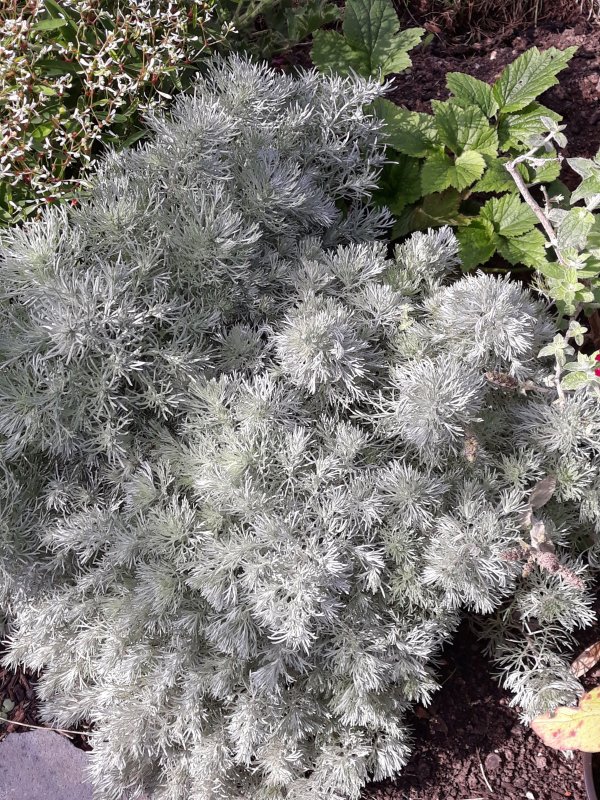 Полынь Шмидта Artemisia schmidtiana