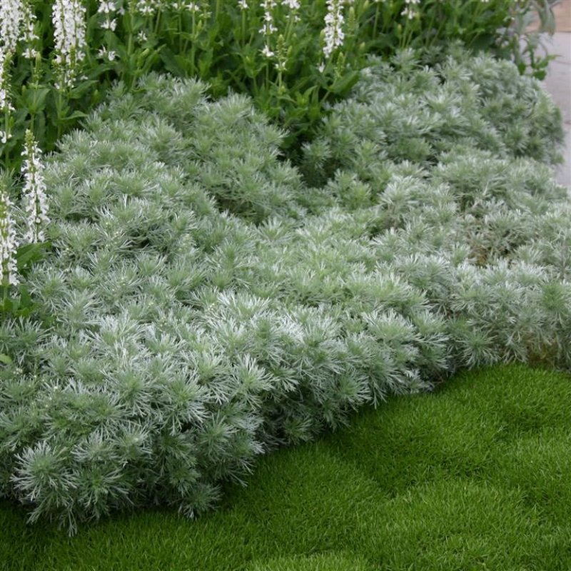 Полынь Шмидта (Artemisia schmidtiana `Nana`)