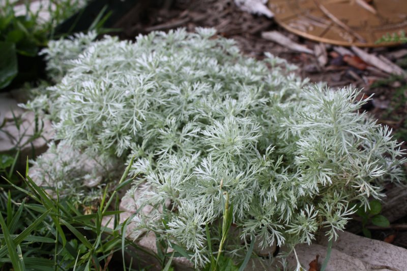 Полынь Шмидта (a. schmidtiana)