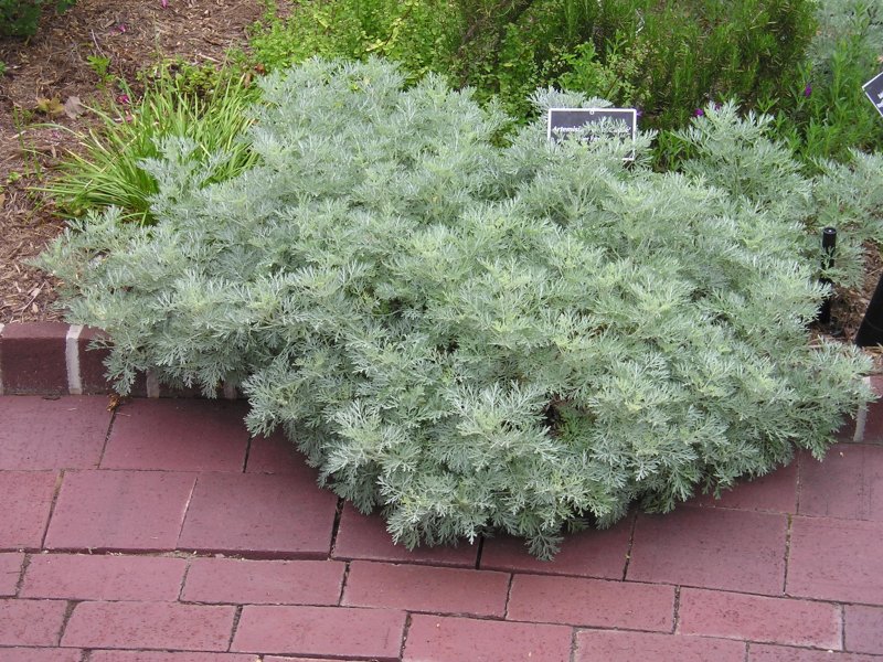Полынь Шмидта Artemisia schmidtiana Silver Mound