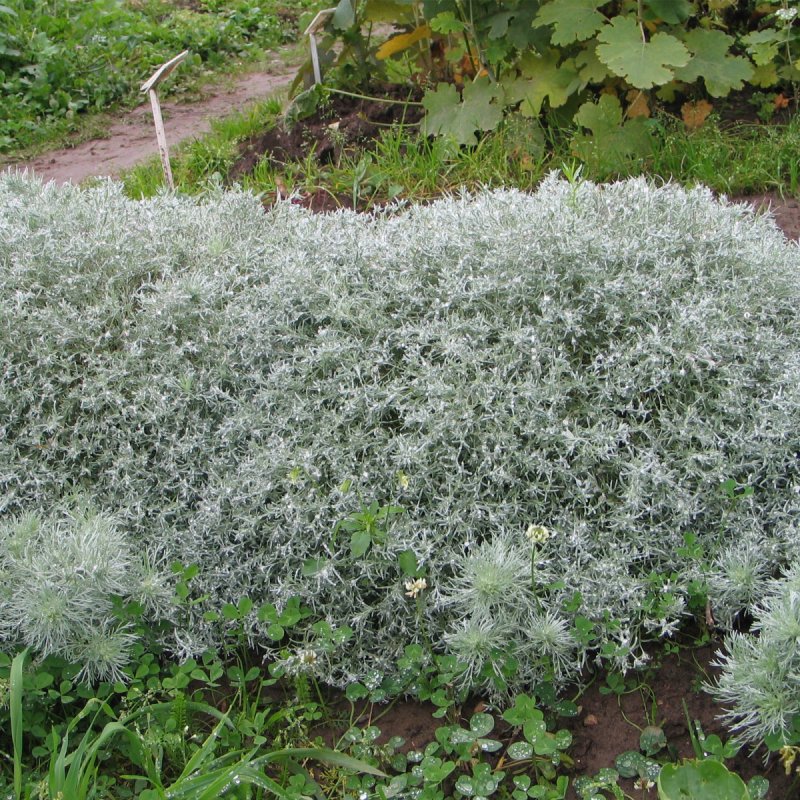 Полынь Шмидта Artemisia schmidtiana