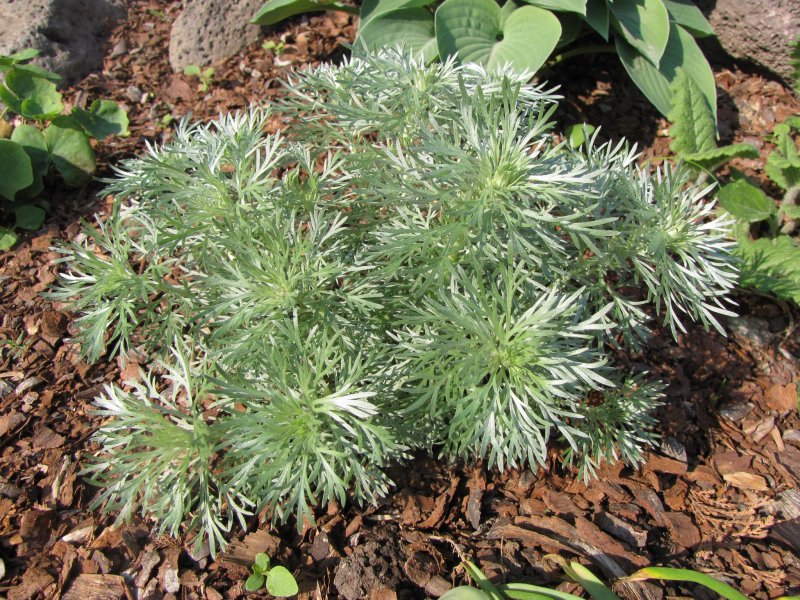 Полынь Шмидта Artemisia schmidtiana Silver Mound