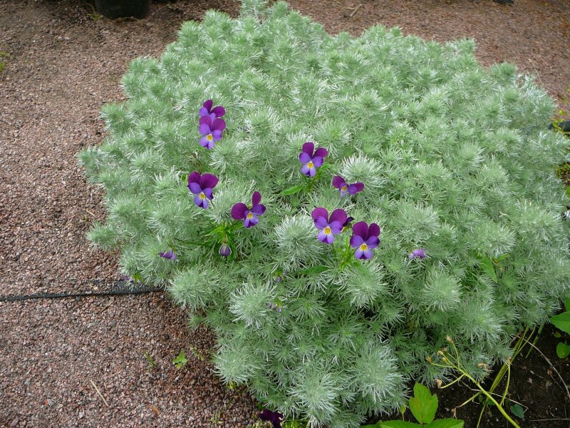 Полынь Шмидта Artemisia schmidtiana Silver Mound