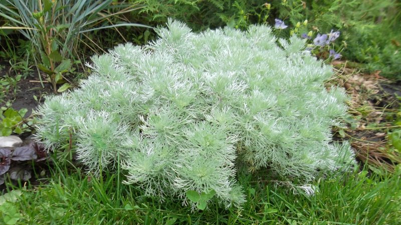 Полынь Шмидта Artemisia schmidtiana