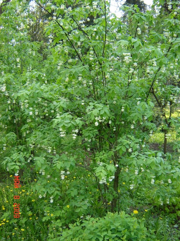 Клекачка Колхидская Staphylea colchica