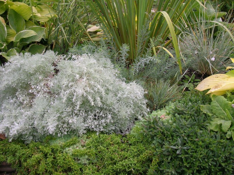 Полынь Шмидта Artemisia schmidtiana Silver Mound