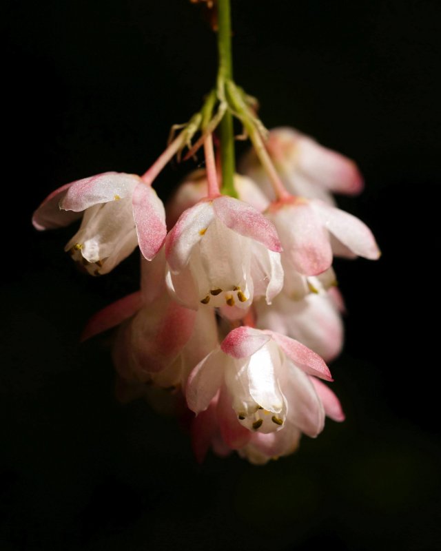 Клекачка перистая Staphylea pinnata