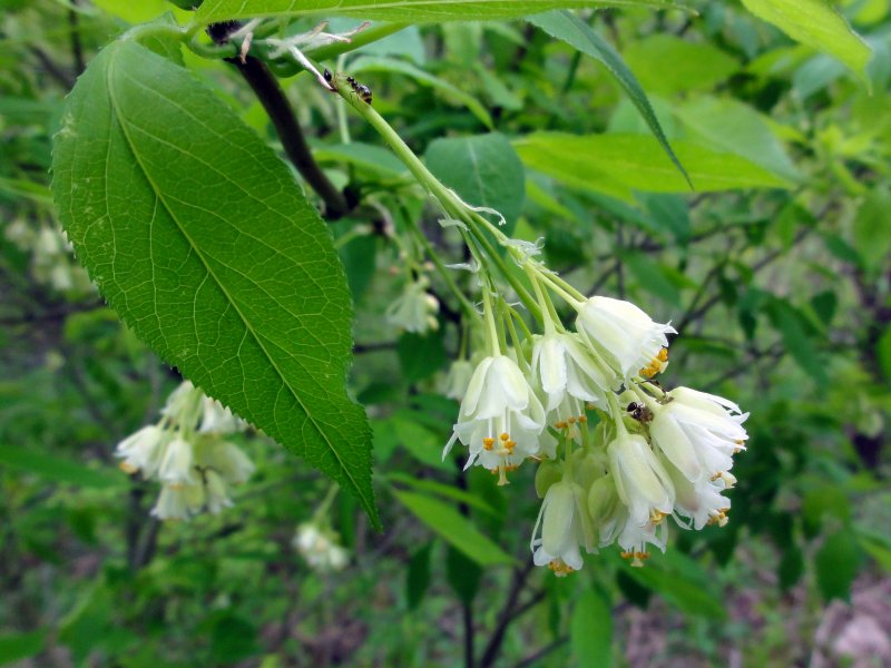 Клекачка Колхидская Staphylea colchica Stev.