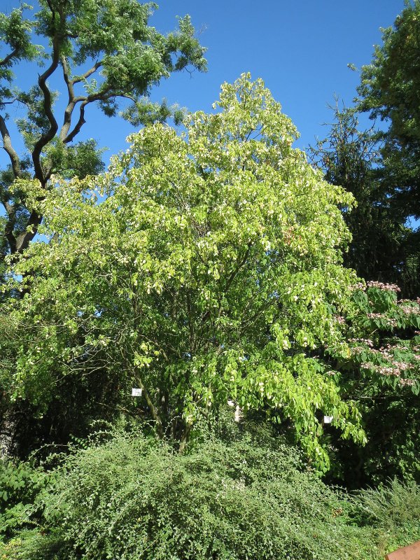 Клекачка трехлистная Staphylea trifolia