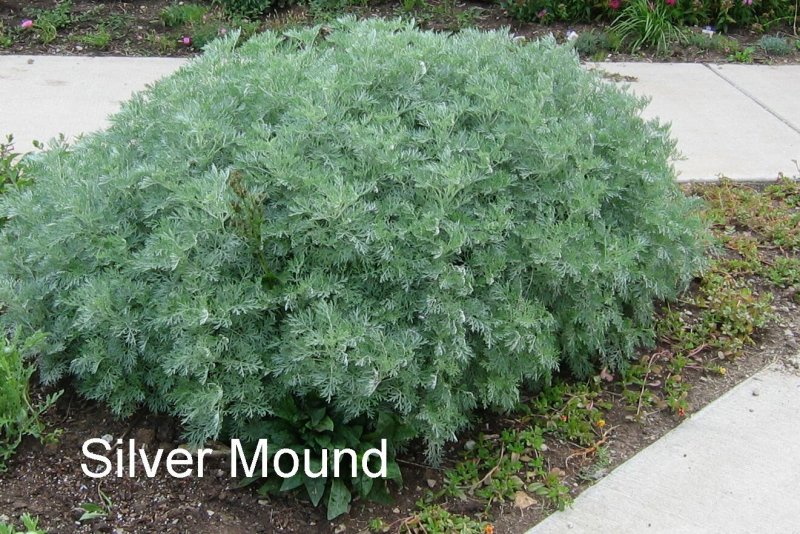 Полынь Шмидта Artemisia schmidtiana