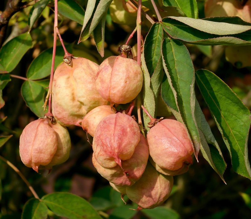 Staphylea pinnata дерево