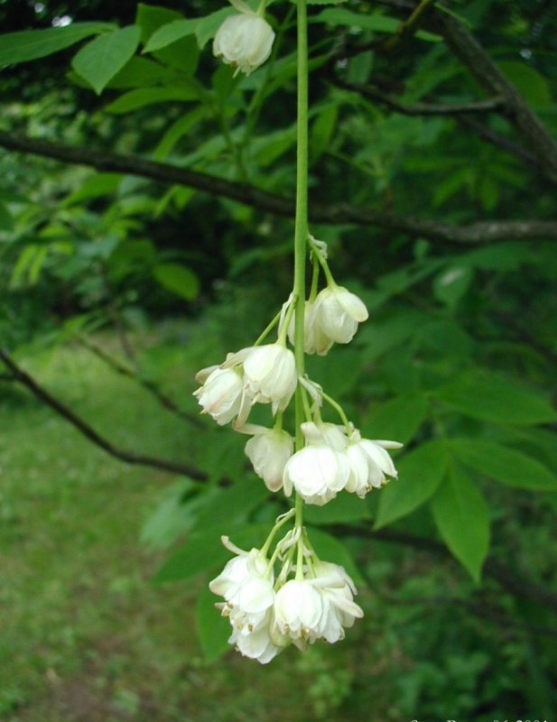 Клекачка перистая Staphylea pinnata