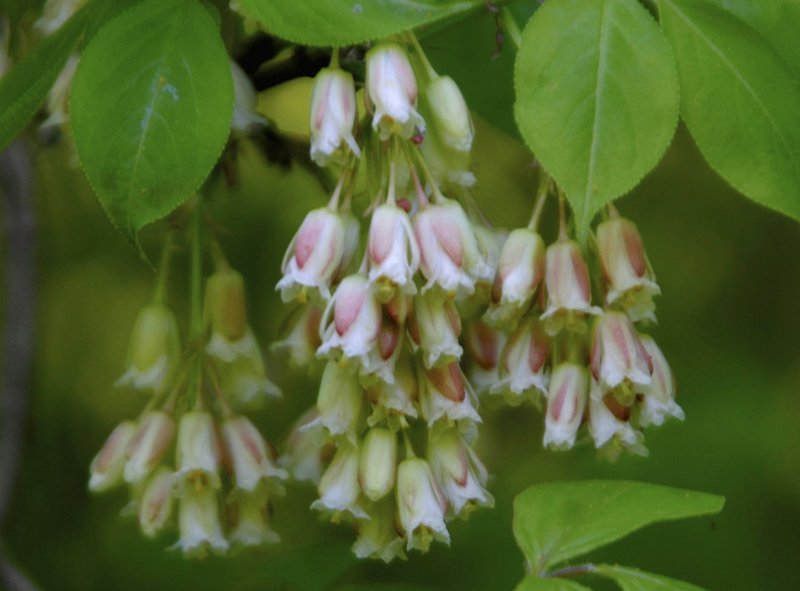 Клекачка трехлистная Staphylea trifolia