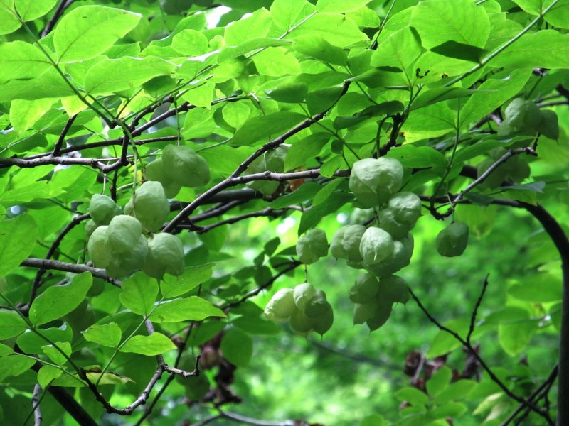 Клекачка перистая