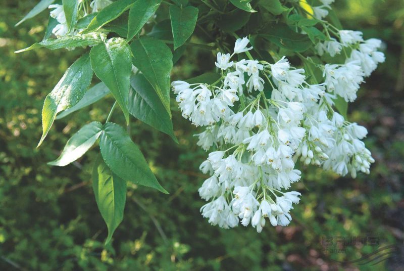 Staphylea colchica