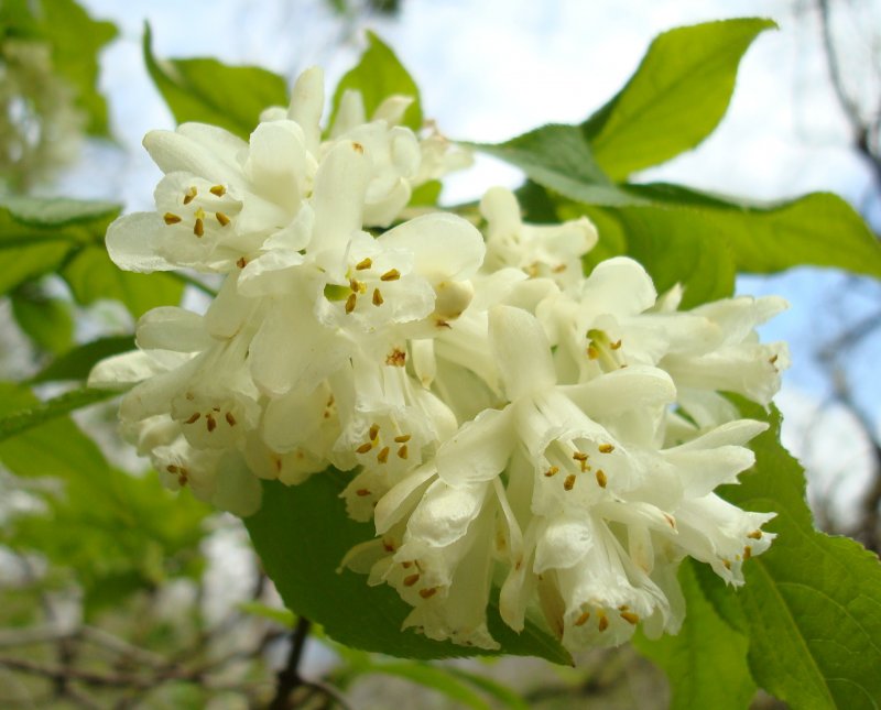 Клетчатка перистая (Staphylea pinnata)