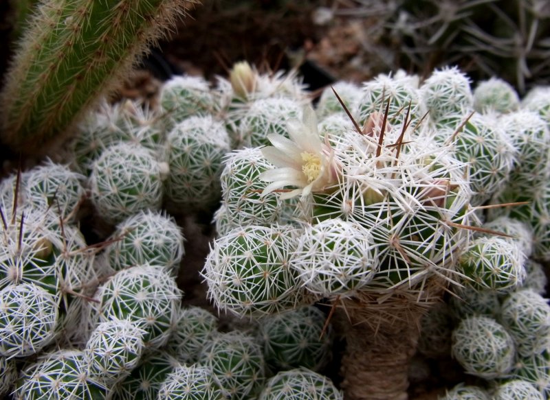 Маммиллярия пролифера Mammillaria prolifera