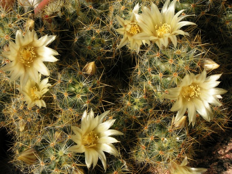 Побегоносная (Mammillaria prolifera)