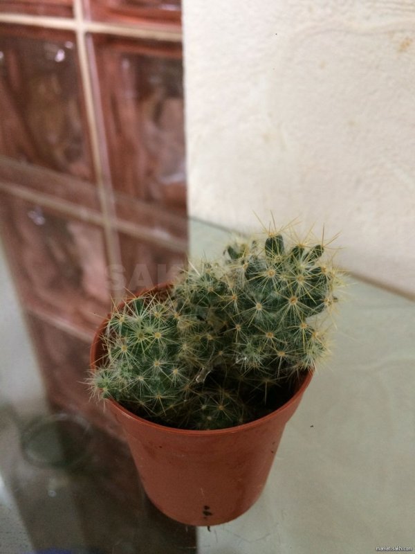 Mammillaria guelzowiana
