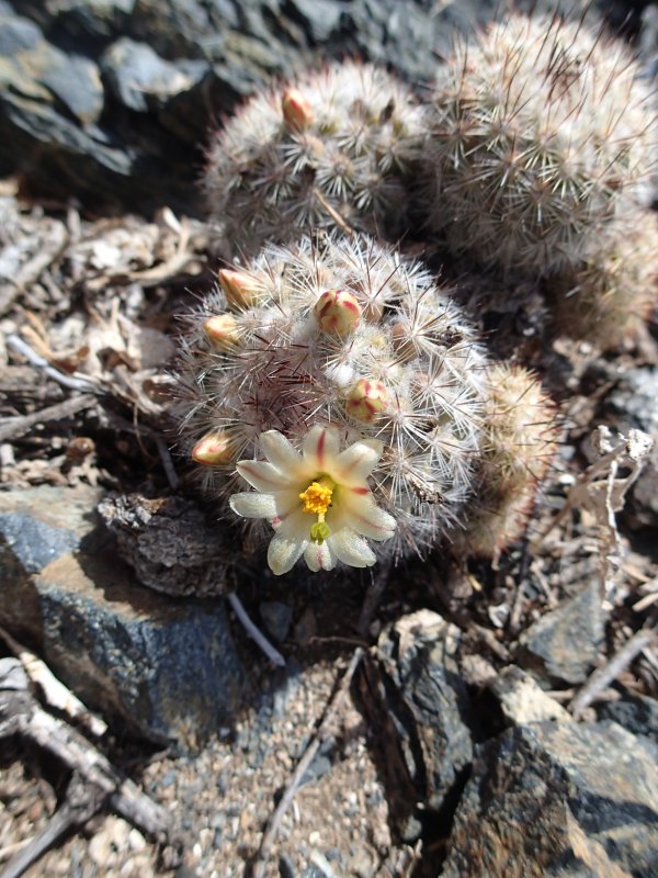 Маммиллярия пролифера Mammillaria prolifera