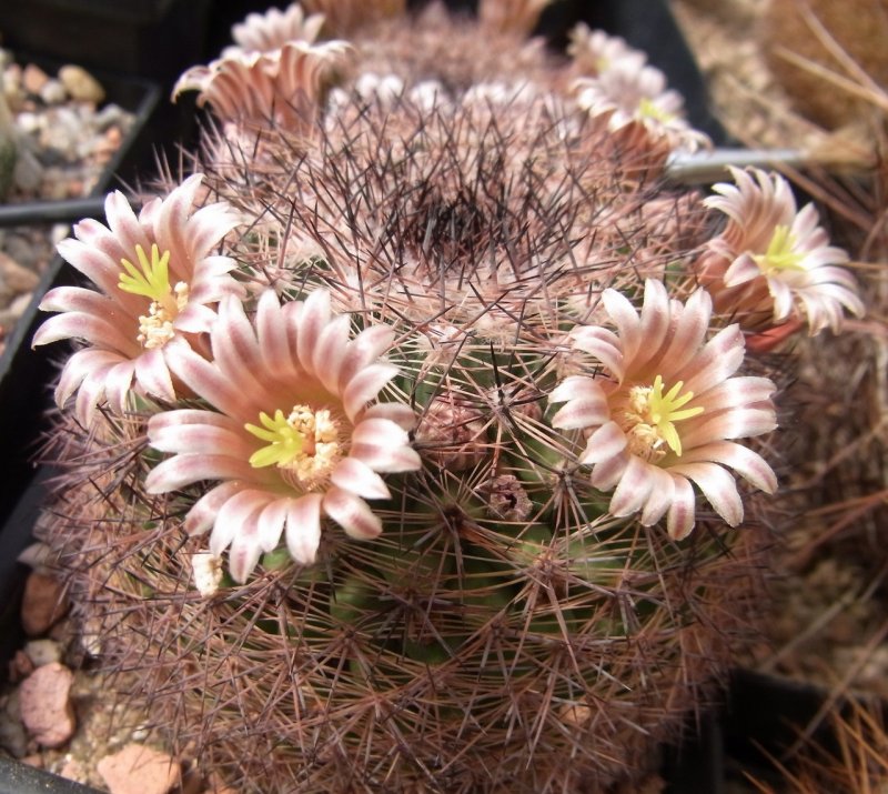 Кактус Маммиллярия Cactaceae