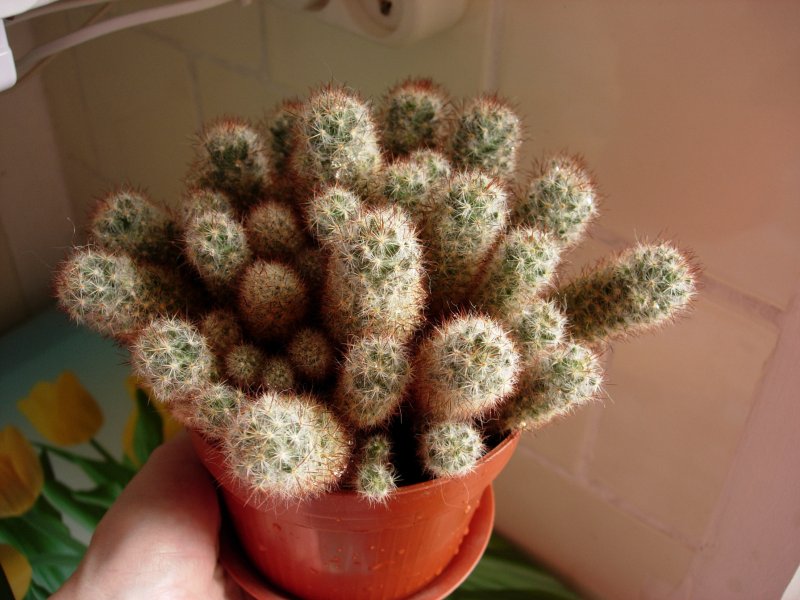 Маммиллярия пролифера