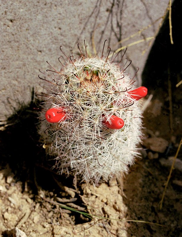 Mammillaria glassii