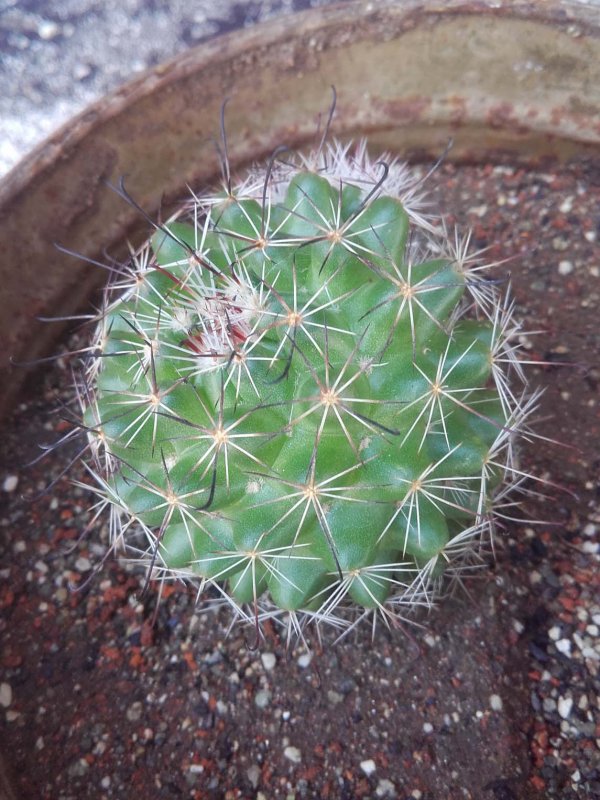 Кактус Mammillaria schiedeana
