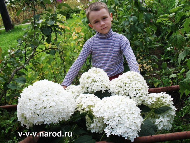 Гортензия Анабель Инкредибл