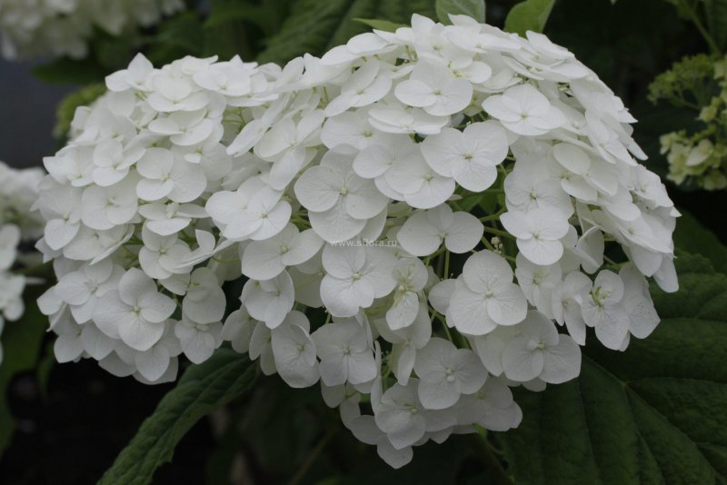Гортензия древовидная (Hydrangea arborescens)