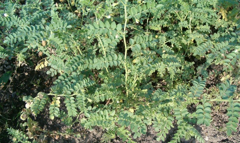 Нут Cicer arietinum