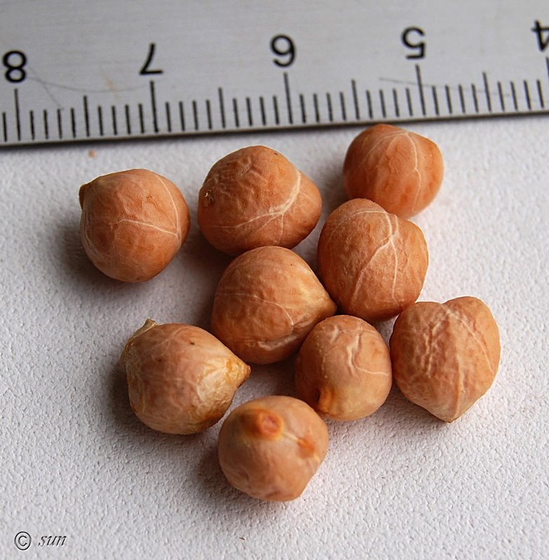 Нут (Cicer arietinum l.)