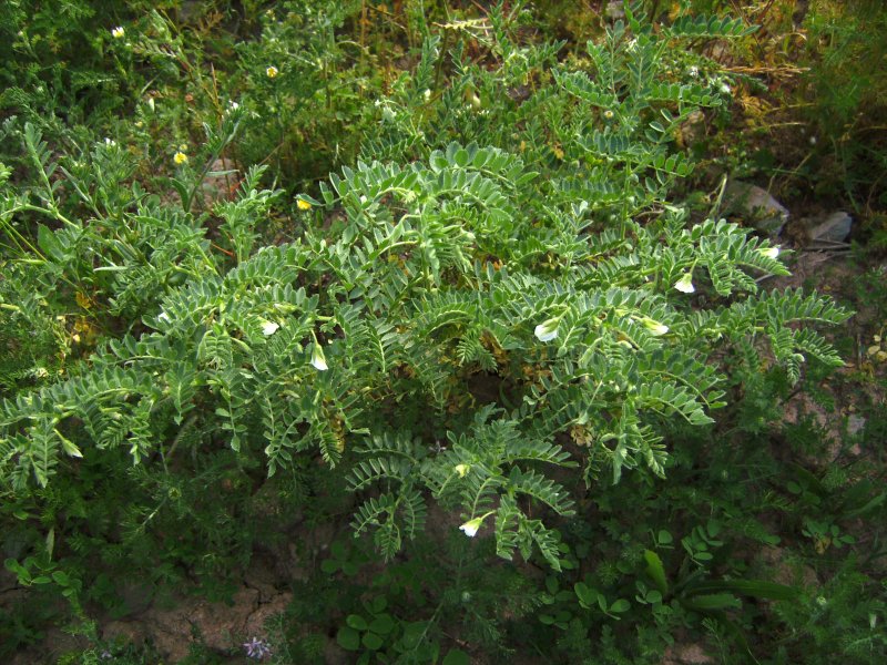 Нут (Cicer arietinum l.)